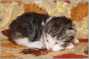 Female Siberian Kitten from Deedlebug Siberians